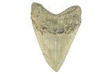 Fossil Megalodon Tooth - North Carolina #274761-1